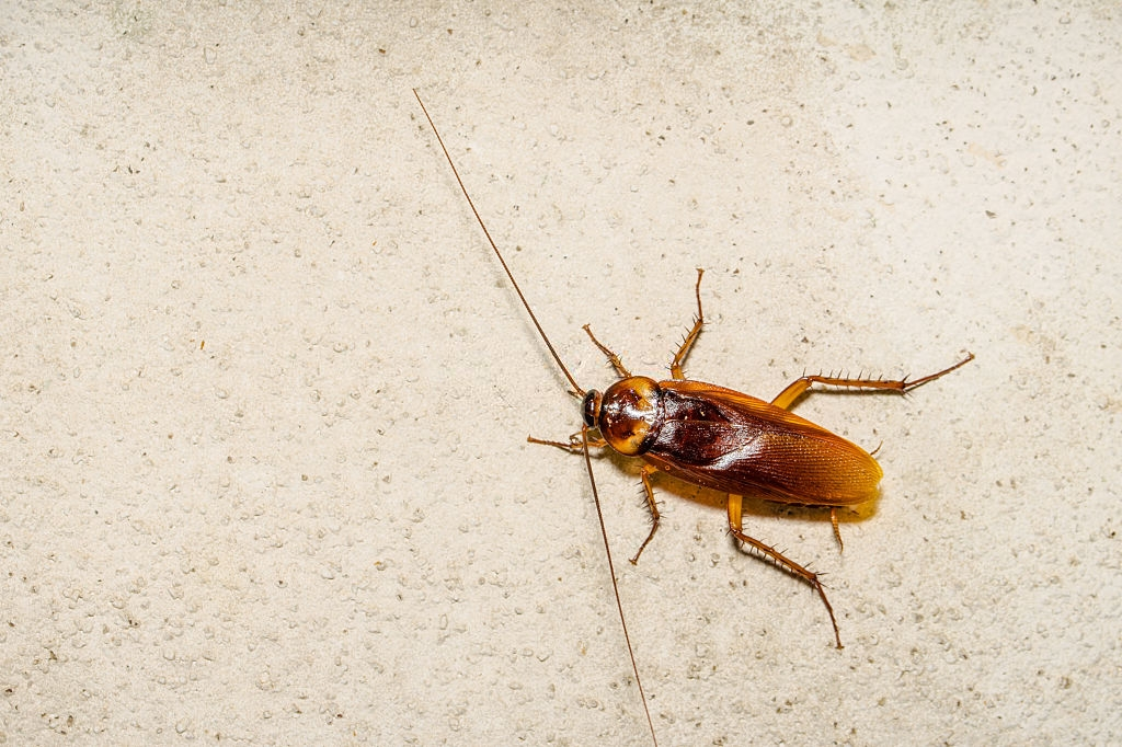 Cockroach Control, Pest Control in Belgravia, Westminster, SW1. Call Now 020 8166 9746