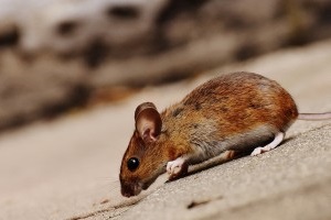 Mouse extermination, Pest Control in Belgravia, Westminster, SW1. Call Now 020 8166 9746