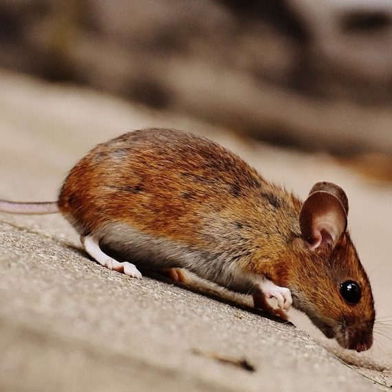 Mice, Pest Control in Belgravia, Westminster, SW1. Call Now! 020 8166 9746