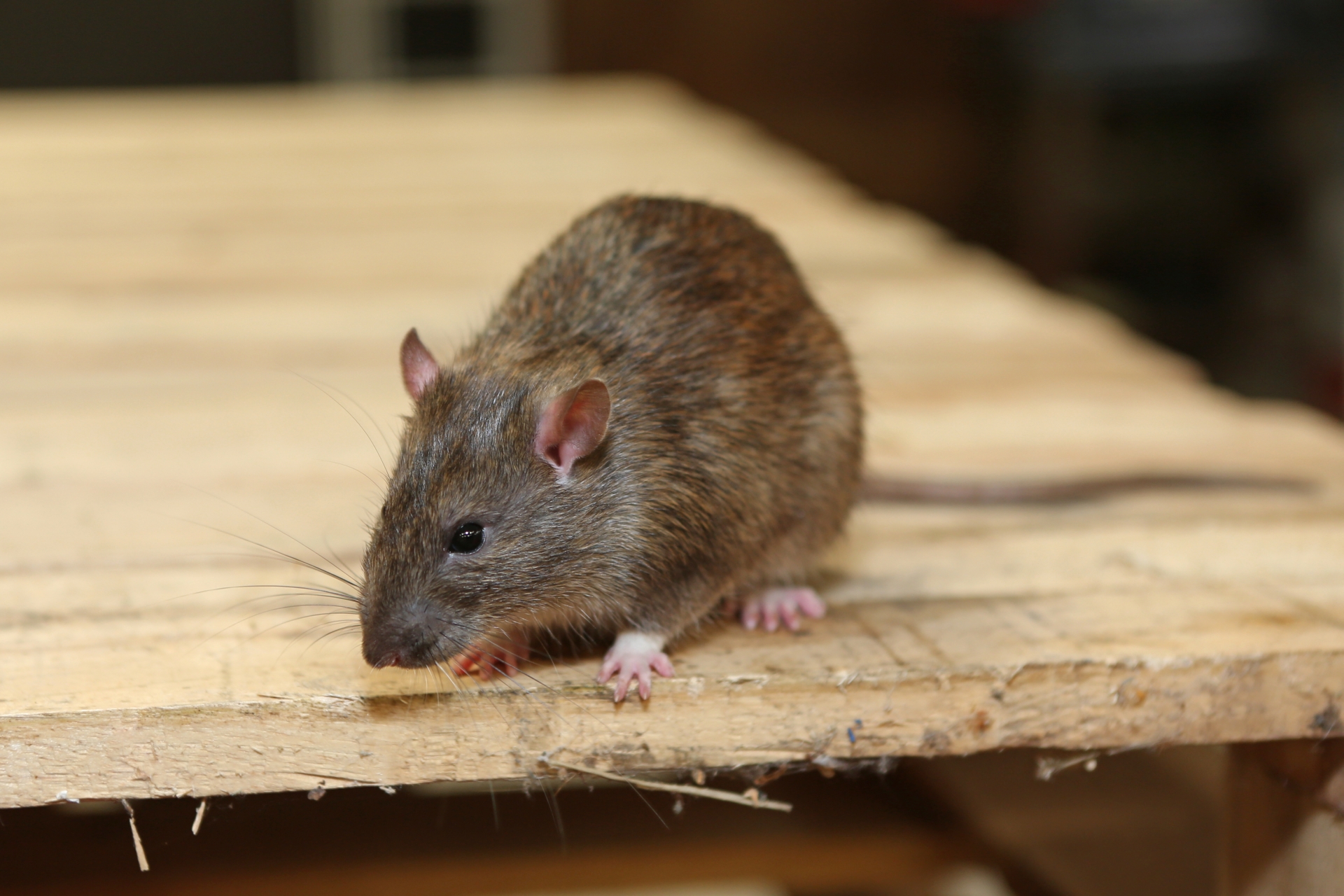Rat Infestation, Pest Control in Belgravia, Westminster, SW1. Call Now 020 8166 9746