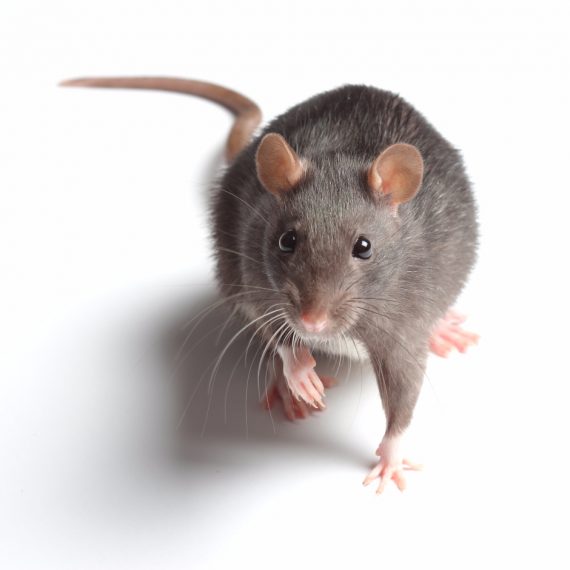 Rats, Pest Control in Belgravia, Westminster, SW1. Call Now! 020 8166 9746