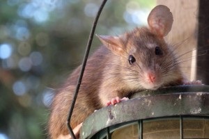 Rat extermination, Pest Control in Belgravia, Westminster, SW1. Call Now 020 8166 9746