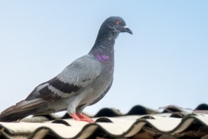 Pigeon Pest, Pest Control in Belgravia, Westminster, SW1. Call Now 020 8166 9746