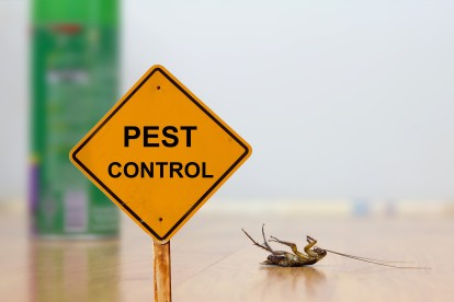 Pest Contol in Belgravia, Westminster, SW1. Call Now 020 8166 9746