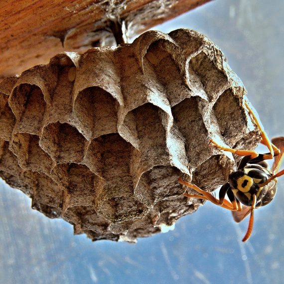 Wasps Nest, Pest Control in Belgravia, Westminster, SW1. Call Now! 020 8166 9746